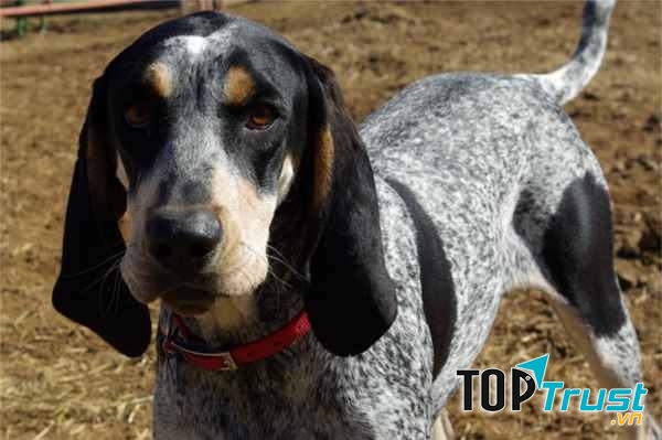 Chó săn gấu mèo lam (Bluetick Coonhound)