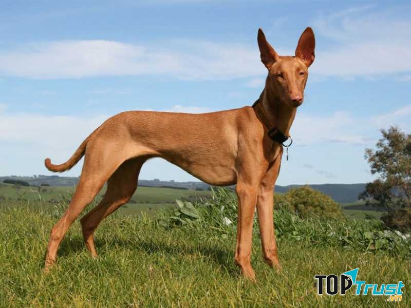 Chó săn Pharaoh – Pharaoh Hound