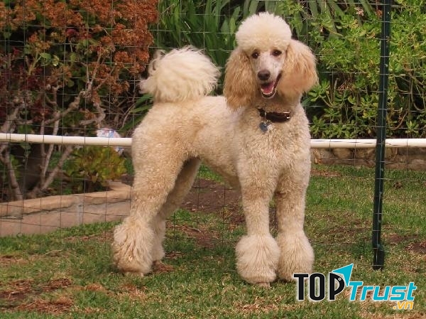 Chó săn vịt (Poodle)
