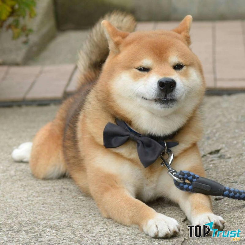 Chó Shiba