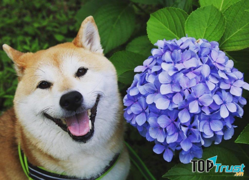 Chó Shiba
