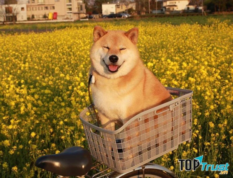 Shiba là một trong những giống chó nổi tiếng với khuôn mặt hạnh phúc