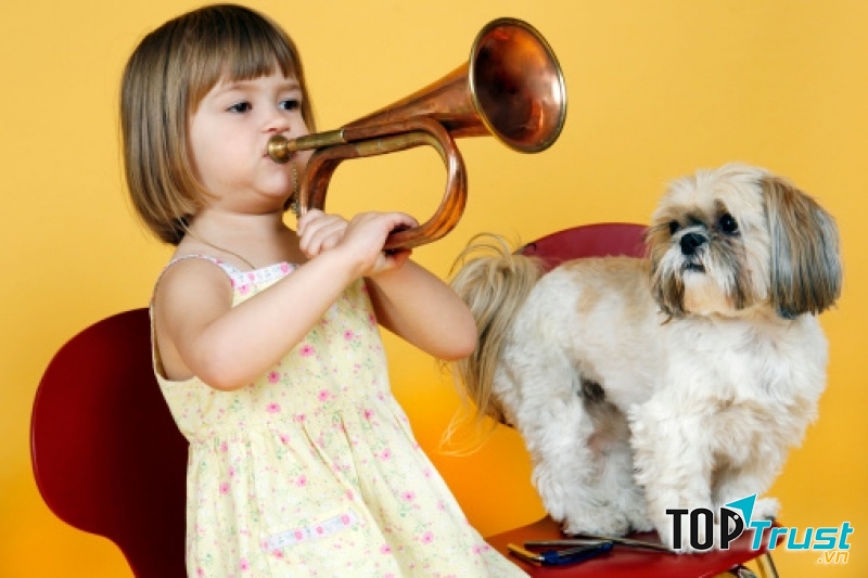 Chó Shih Tzu
