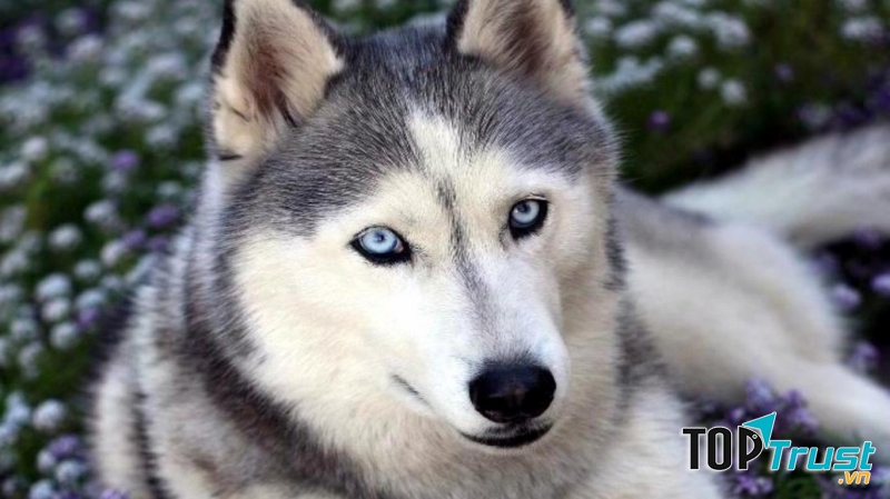 Husky loài chó của sự kiêu hãnh