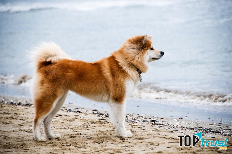 Giống chó cảnh có nguồn gốc xuất xứ từ Trung Quốc