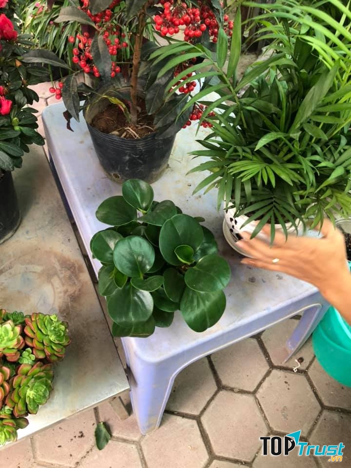 Chợ Vạn Phúc