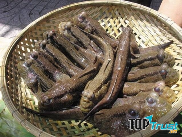 Bắt gặp các loại cá đồng ở miền Tây khi tới chợ xóm chiếu