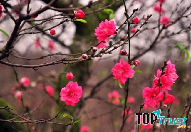 Chơi hoa dịp Tết