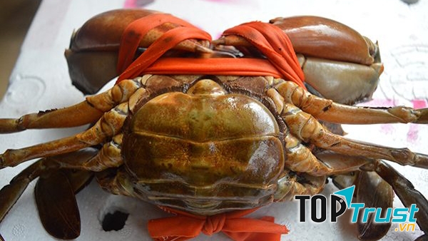 Bạn nên chọn những con cua có càng to khỏe, mặt dưới càng và bụng cua có màu cam nâu sẫm và bóng