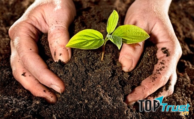 Chọn đất trồng rau phù hợp