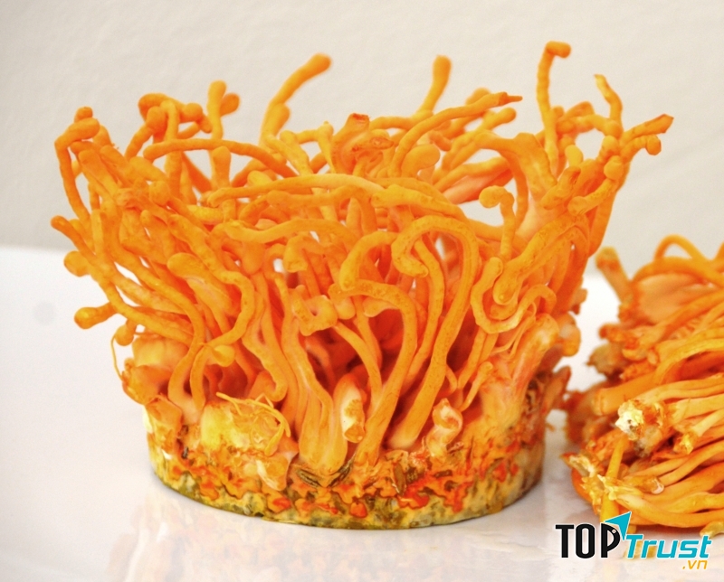 Đông trùng hạ thảo