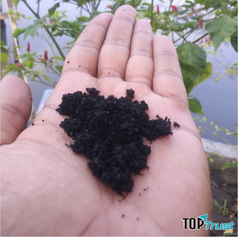 Than hoạt tính giúp chống nấm, mốc