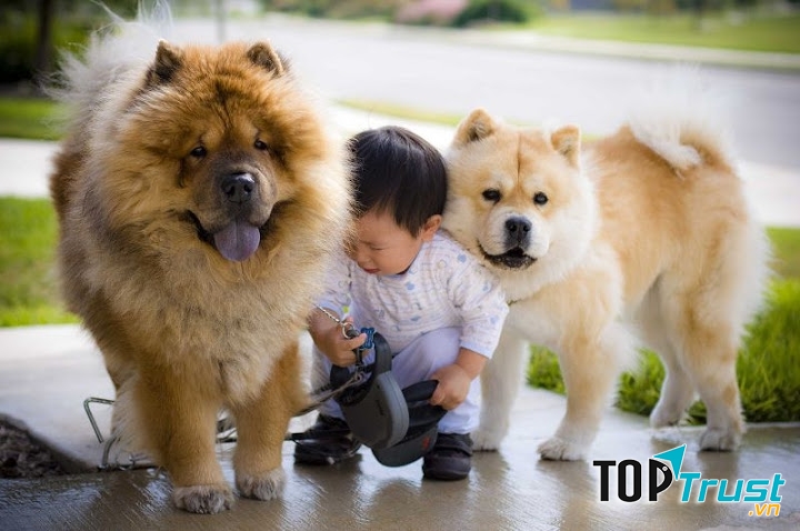 Chúng khá dễ tính và dịu dàng khi chơi với trẻ nhỏ