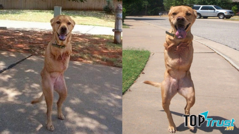 Chú chó hai chân Faith