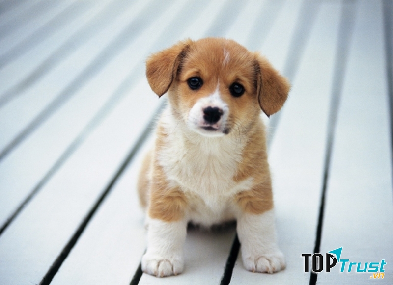 Lu Lu thích nhất là chơi trò đuổi bắt. Cứ mỗi lần em chạy là chú lại đuổi theo với vẻ mặt vô cùng hào hứng.