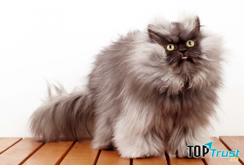 Chú mèo Ba Tư với gương mặt hung dữ nhưng lại sợ chim