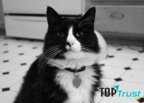 Chú mèo đáng yêu Henri sở hữu một lượng fan đông đảo