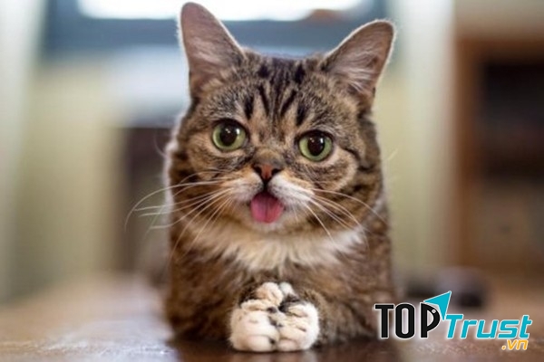 Lil Bub với khuôn mặt dễ thương