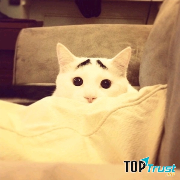 Đôi lông mày lạ khiến Sam lúc nào cũng như đang suy tư