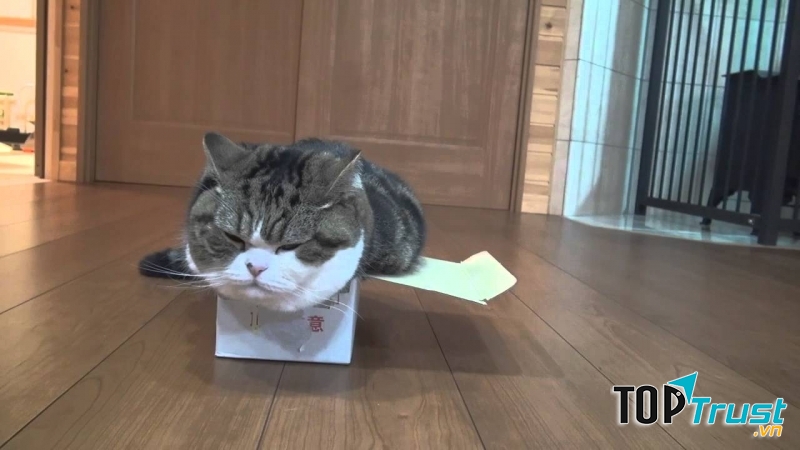Dù hộp to hay hộp nhỏ, Maru đều thích chui vào