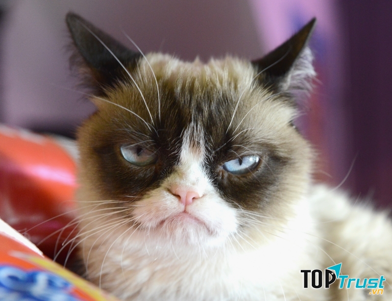 Khuôn mặt Grumpy luôn luôn cau có