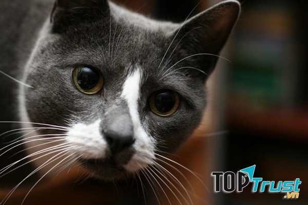 Sockington luôn thu hút được sự quan tâm của đông đảo cư dân mạng