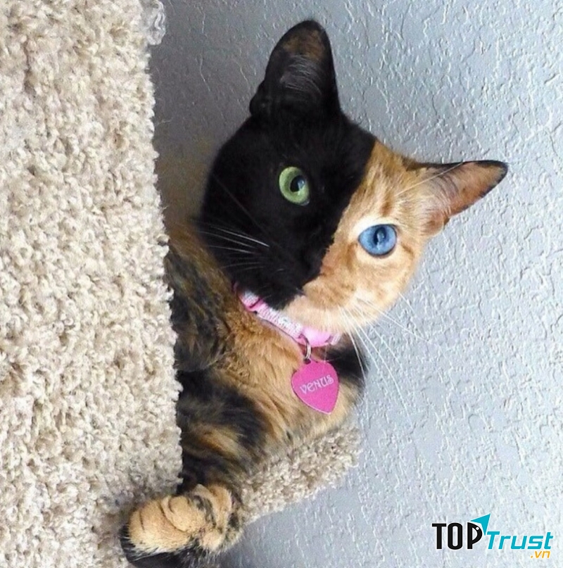 Chú mèo Venus với khuôn mặt đẹp lạ