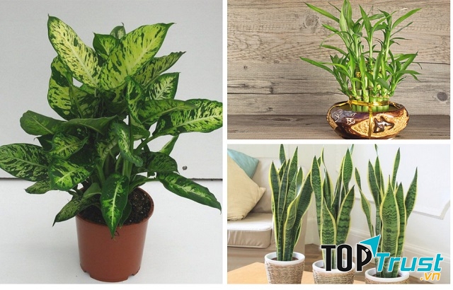 Chú ý tới các loại cây phong thủy