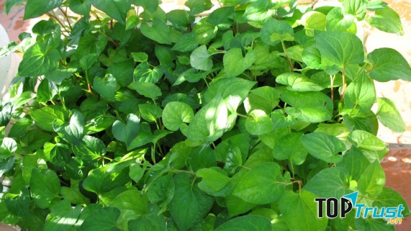 Rau diếp chữa bệnh sỏi thận