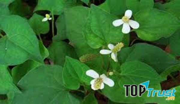 Rau diếp cá chữa sỏi thận