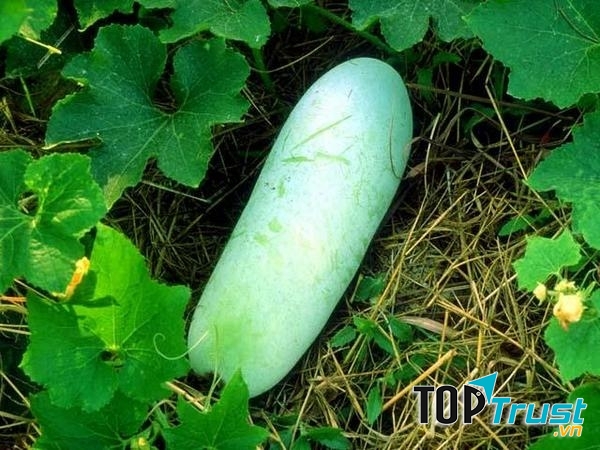 Bí đao chữa bệnh sỏi thận