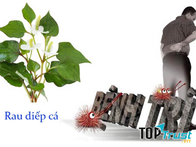 Trị trĩ bằng rau diếp cá