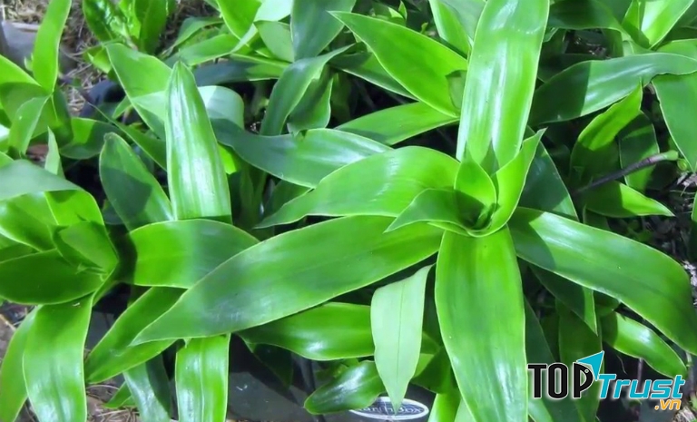 Chữa bệnh trĩ bằng cây lược vàng