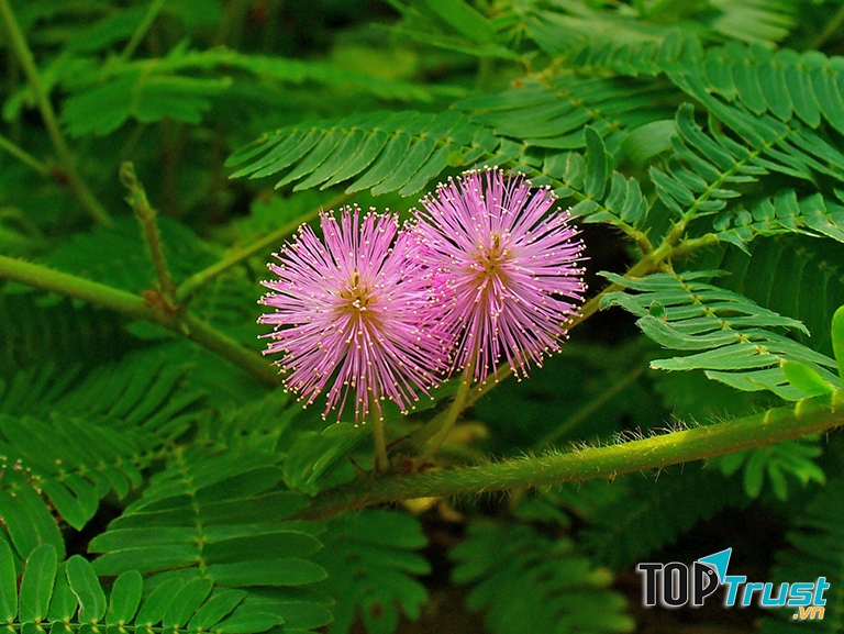 Chữa bệnh trĩ bằng cây xấu hổ