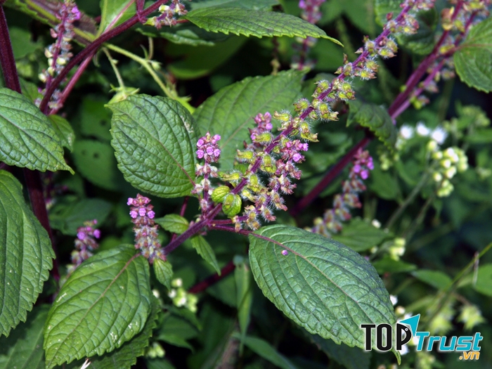 Chữa đau nhức răng bằng lá tía tô