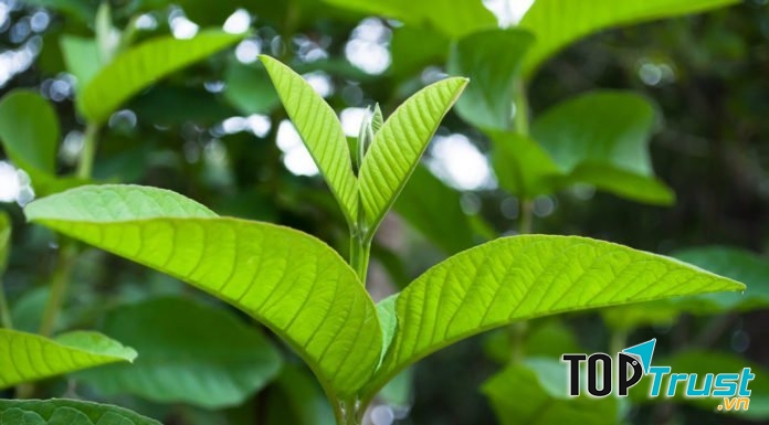 Chữa đau răng bằng Lá ổi