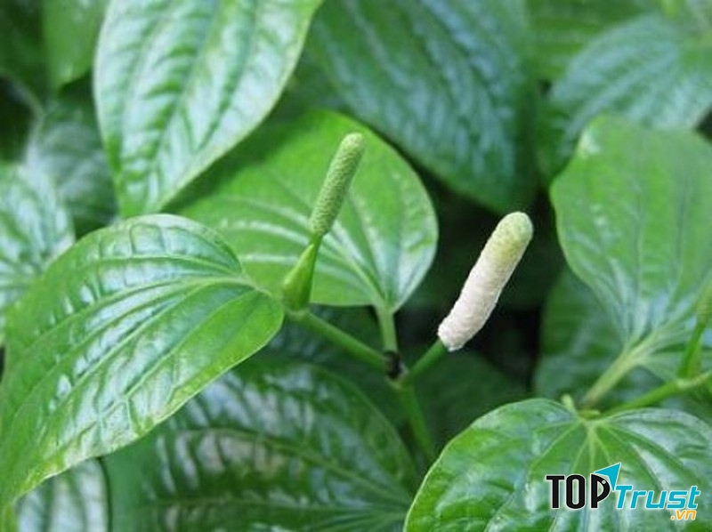 Lá lốt chữa đau xương khớp