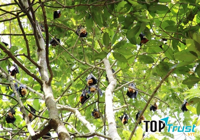 Từng con treo lủng lẳng trên cây, buông mình xuống đất tạo nên một bức tranh thực tế cực kỳ lạ mắt và sinh động