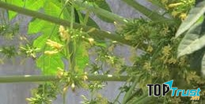 Hoa đu đủ đực chữa ho rất tốt