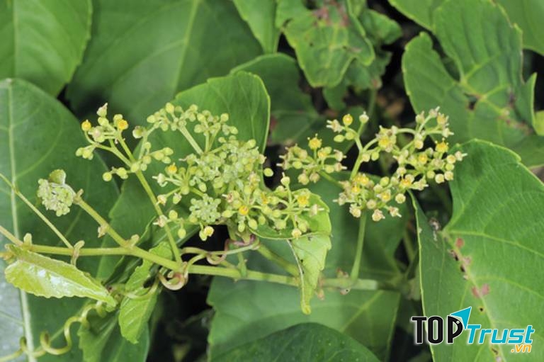 Bài thuốc trị phong thấp bằng cây chìa vôi