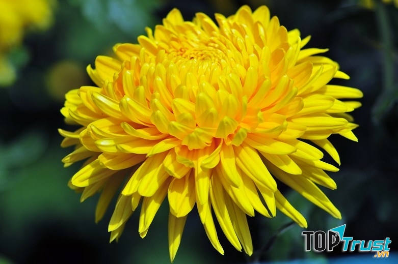 Hoa cúc được xem là khắc tinh của sâu răng,