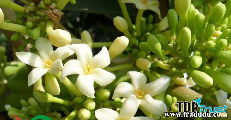 Dùng hoa đu đủ đực chữa bệnh sỏi thận