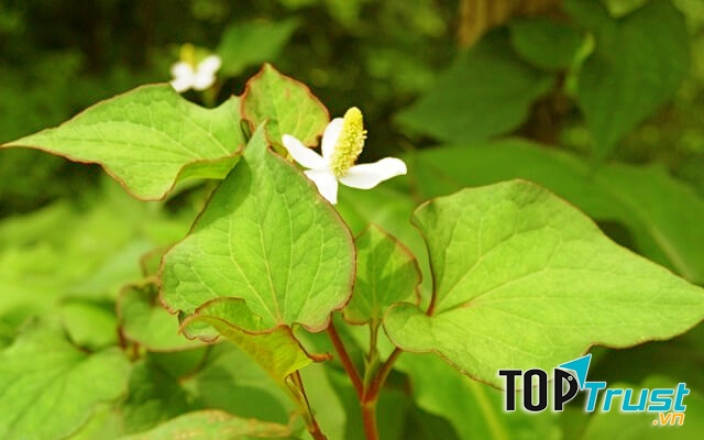Rau diếp cá là vị thuốc thích hợp cho bệnh sốt xuất huyết.