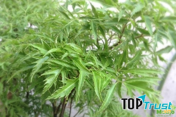 Chữa tắc tia sữa bằng lá đinh lăng