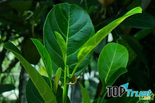 Chữa tắc tia sữa bằng lá mít