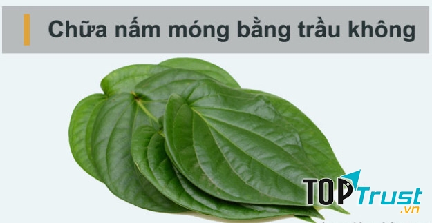 Với lá trầu không chữa nấm móng tay chân khá tốt