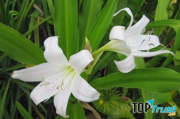 Cây Trinh nữ Hoàng cung