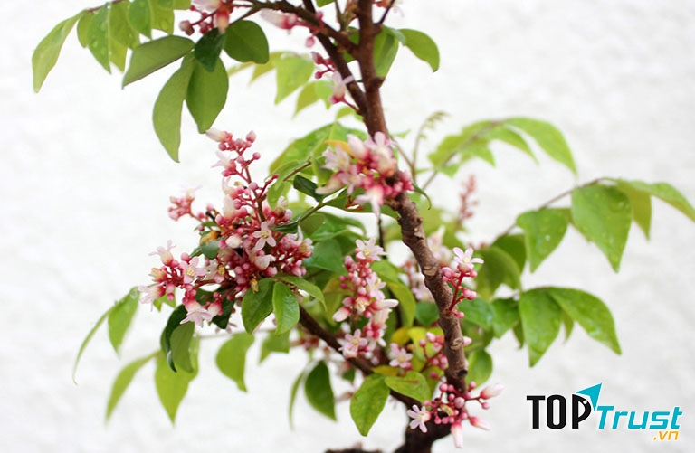 Chữa viêm da cơ địa bằng lá khế