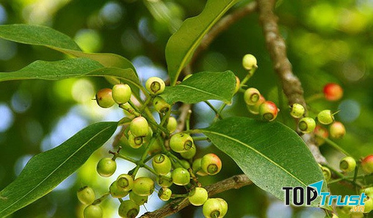 Trị bệnh viêm đại tràng với lá vối tươi rất hiệu quả