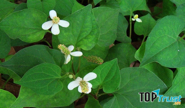 Rau diếp cá chữa viêm đường tiết niệu